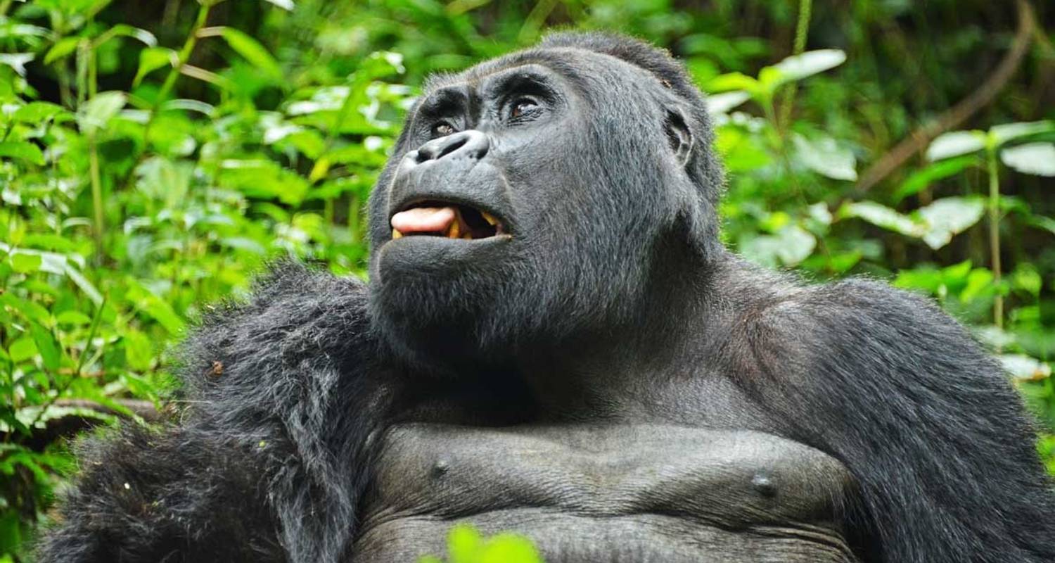 Uganda Wildlife Holiday