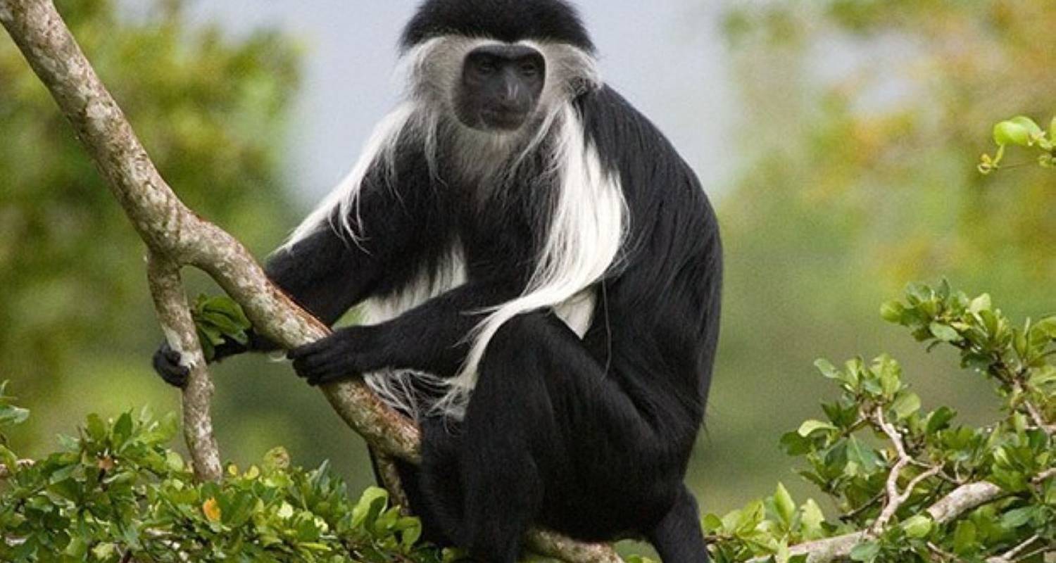 Nyungwe and Akagera National Park Safari