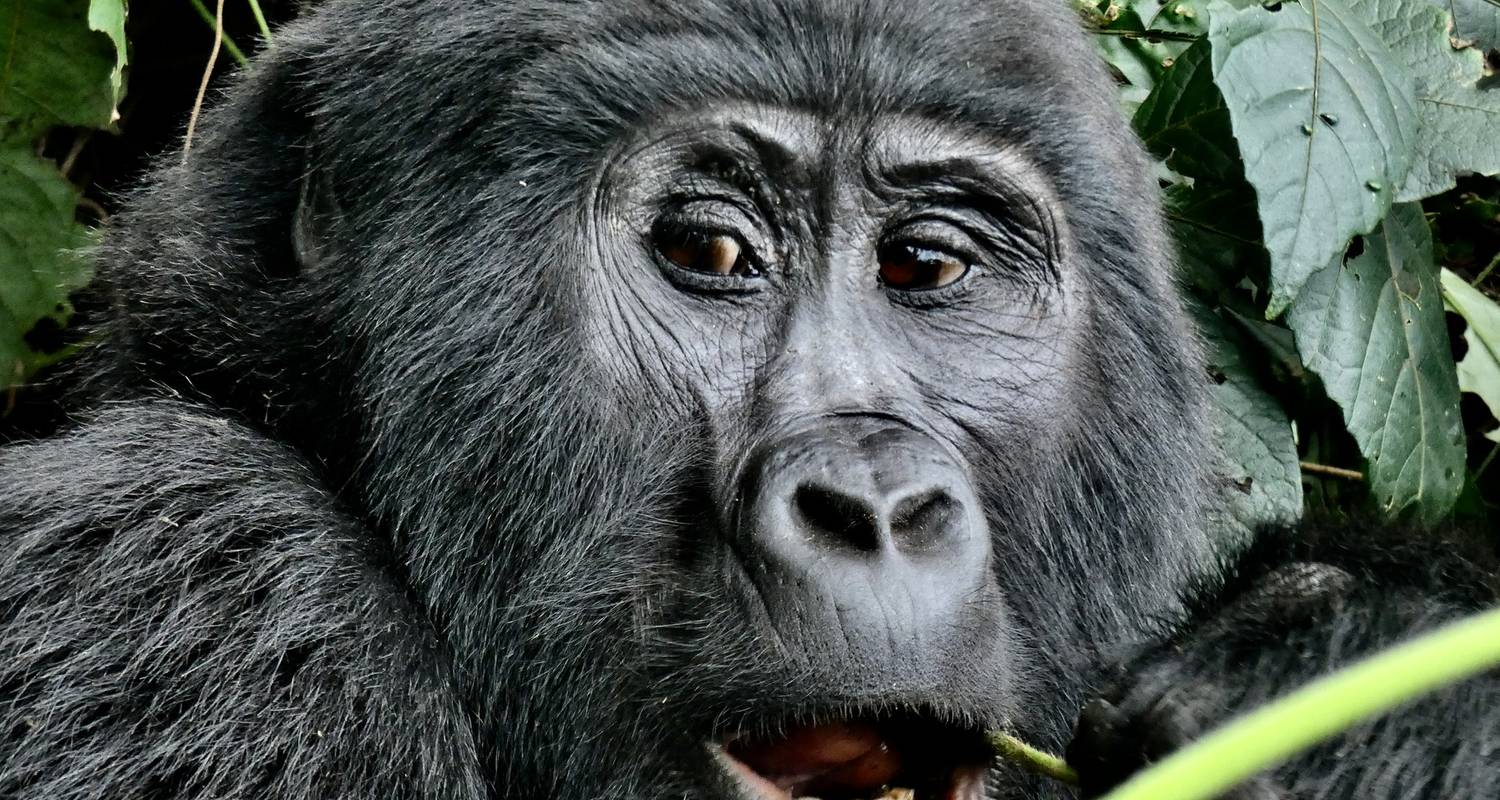 Experience Uganda’s Gorillas and Wildlife