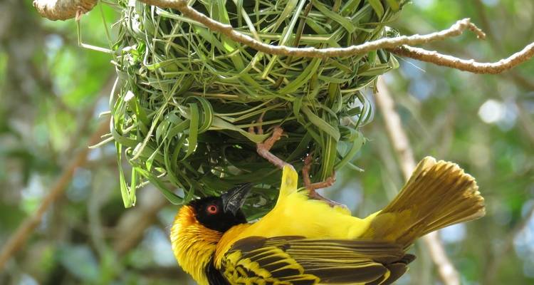 Uganda Birding, Rhinos and Primates Safari