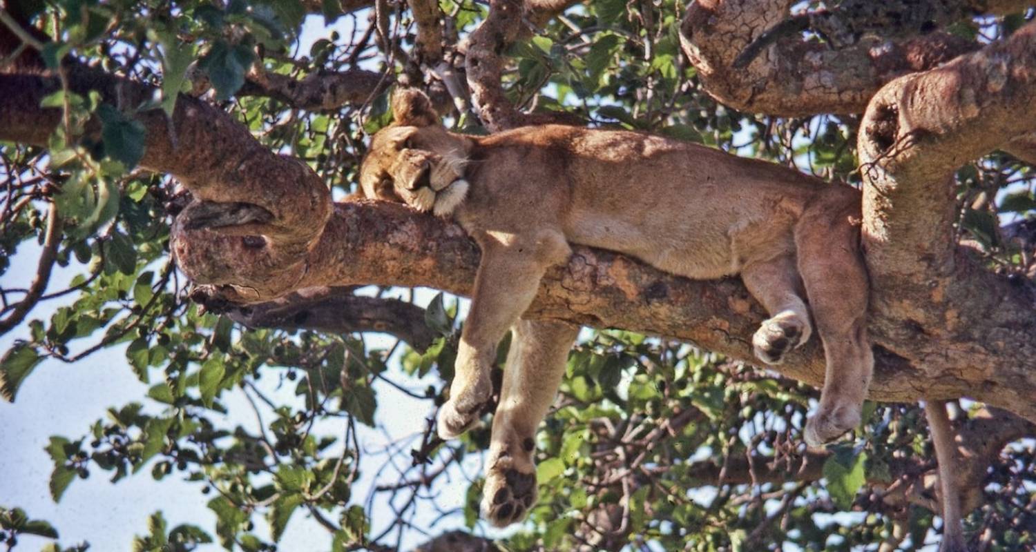 Uganda Wildlife Safari