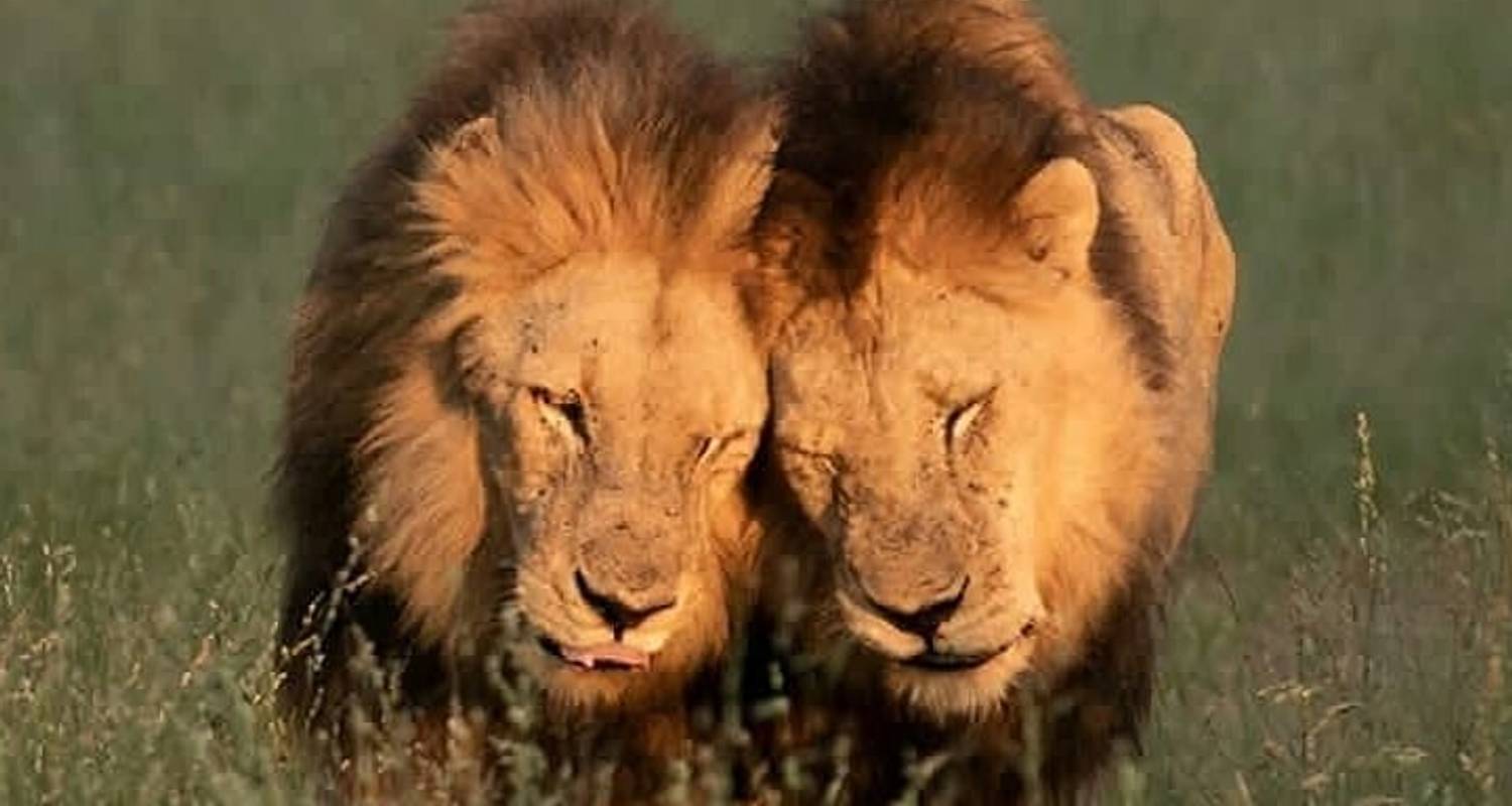 Tanzania National Parks Safari