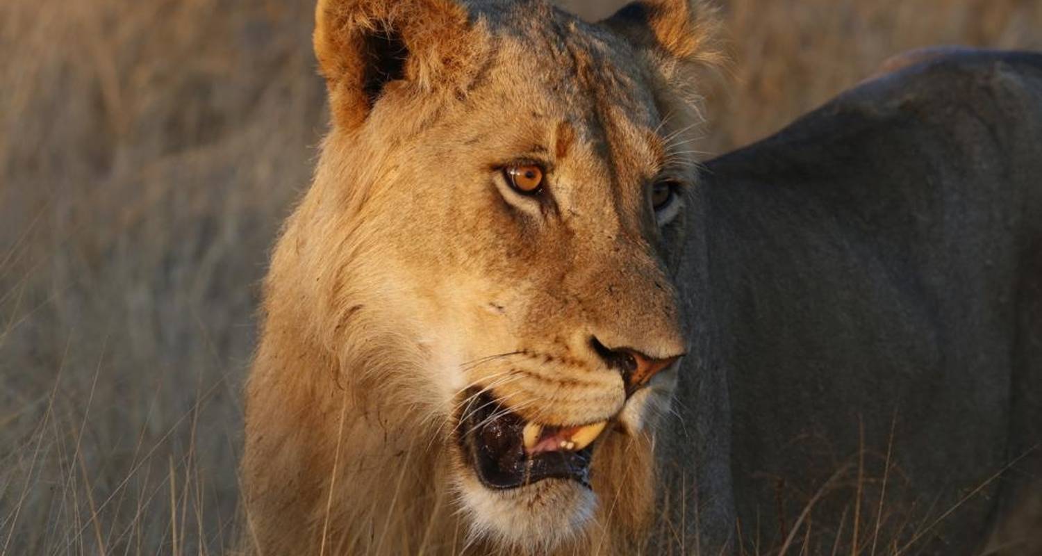 Sabi Sand Game Reserve Tour