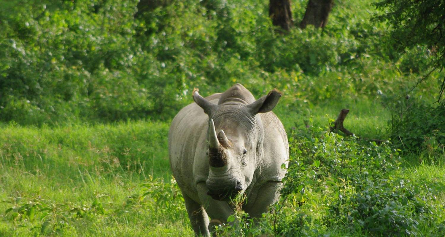 Kenya, Uganda, Masai Mara & Bwindi Luxury Fly-in Safari