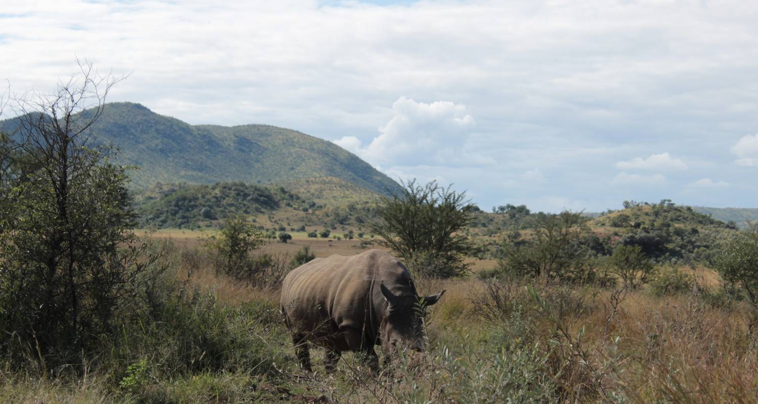 Pilanesberg Safari and Sun City Tour