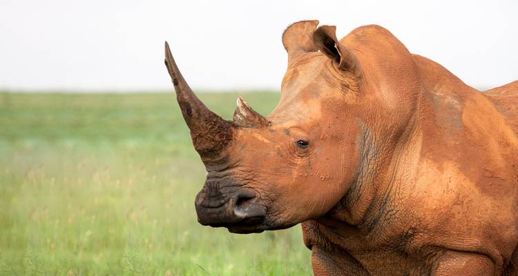 Pilanesberg Wildlife Safari