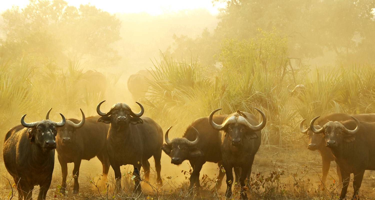 Big 5 Wildlife Safari