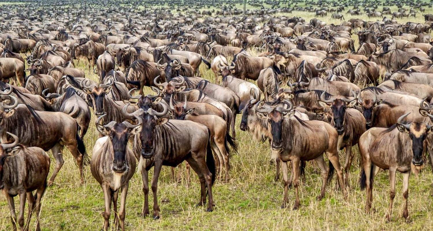 Great Migration Safari