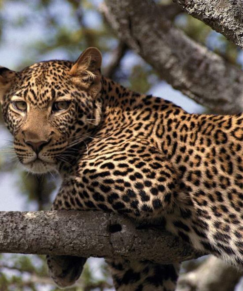 14 Days Kenya Tanzania Big Cats Safari Tour