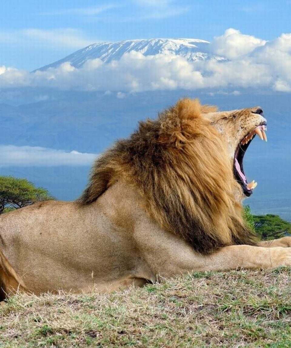 14 Days Africa Big Cat Safari Vacation Holiday