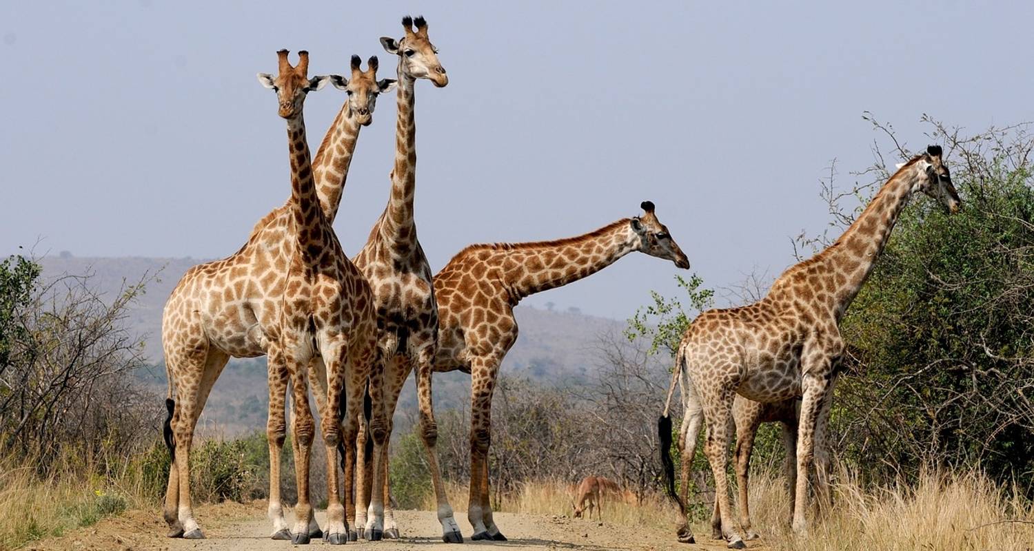 Bush & Beach Self-Drive Holiday