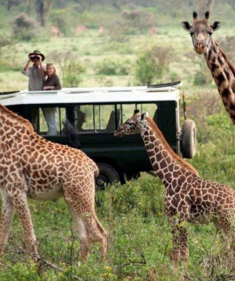 15 Days Kenya Tanzania Safari Package