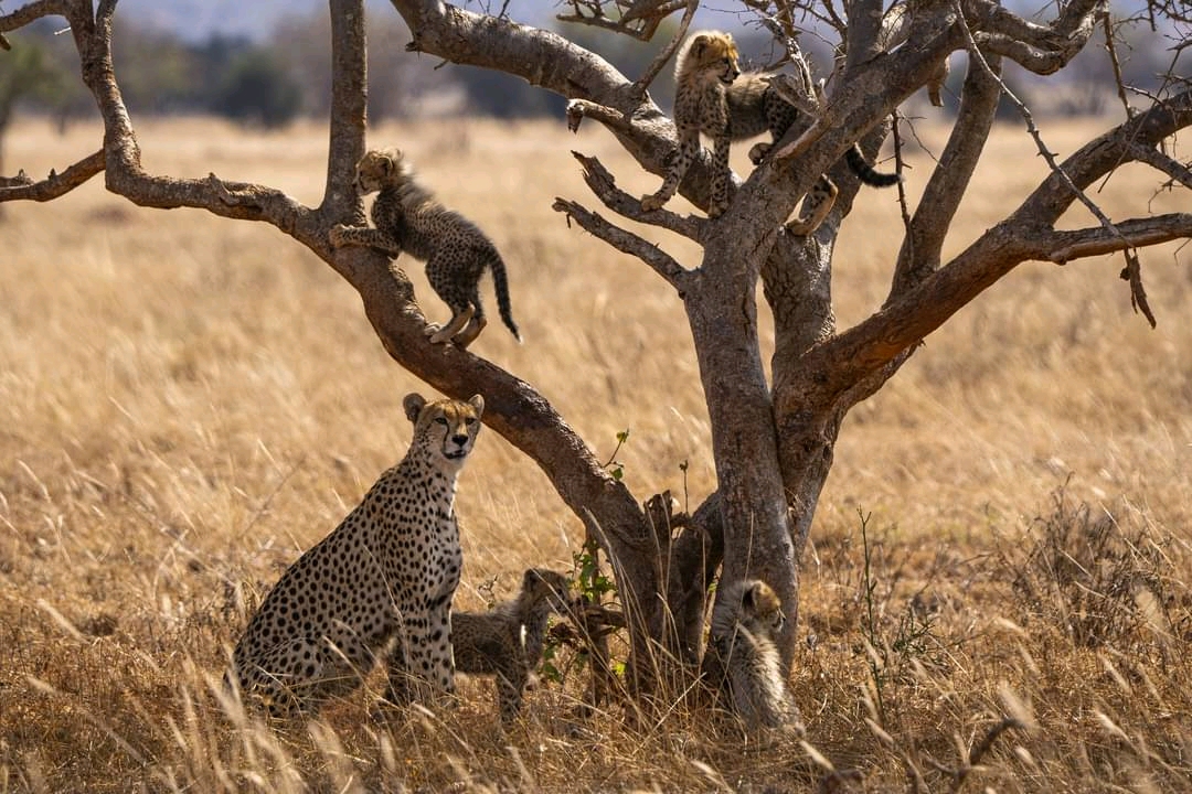 Kenya Cultural Safari