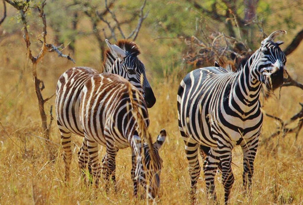 Multidimensional Tanzania Safari