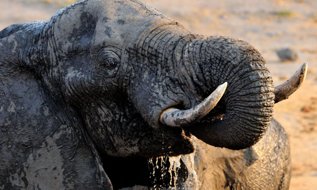 Zimbabwe: Victoria Falls, Fancourt, and Cape Town