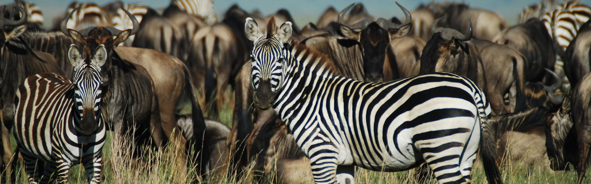 4 Day Tanzania Mid-Range Safari