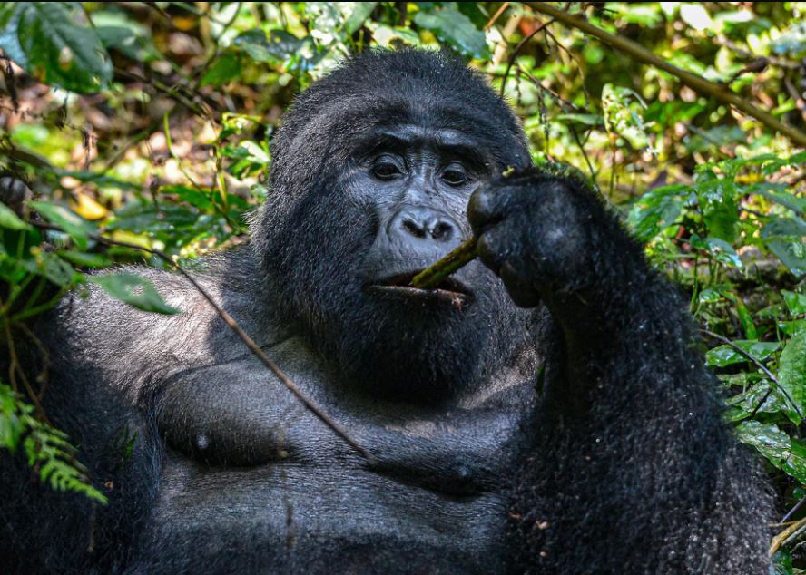 Uganda, Gorillas, Safaris & Beaches of Mauritius