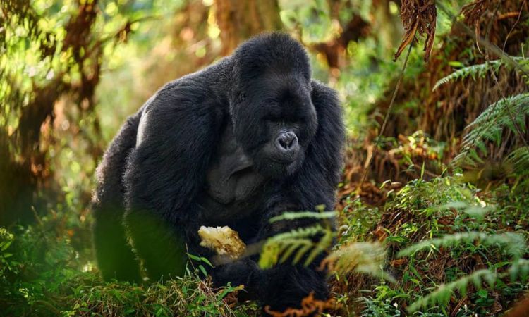4 Day Gorilla Trekking Budget Safari