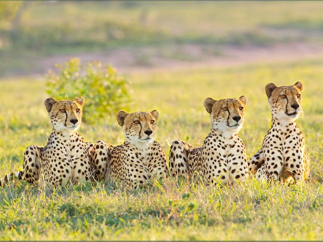 Masai Mara and Lake Nakuru Luxury Private Safari
