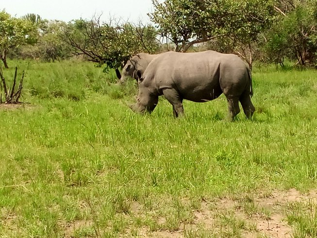 Culture and Gorilla Experience in Uganda's Jungles