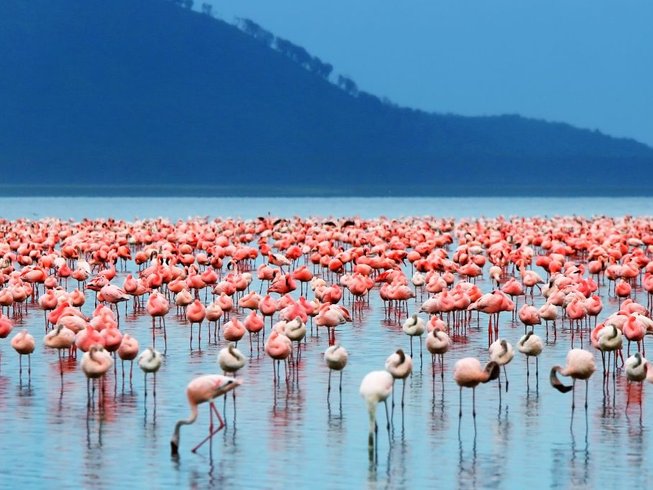 Luxury Safari in Kenya