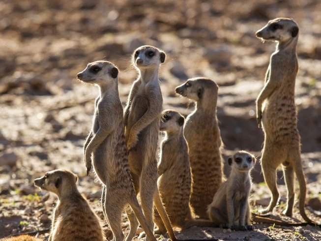 Perfect Cape Town and Garden Route Adventure Safari