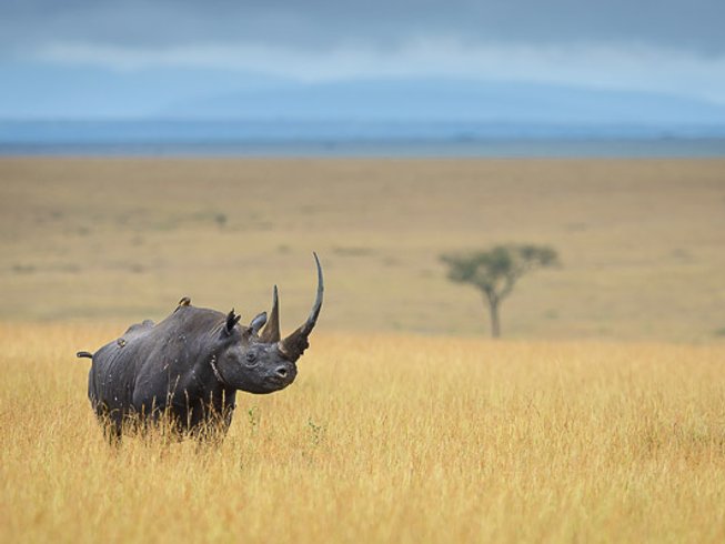 Great Migration Budget Camping Safari