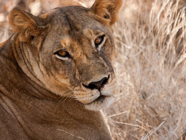 Mikumi National Park Safari