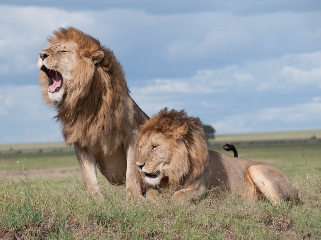 Game Drive, Safari Walk, and Cape Town Experience