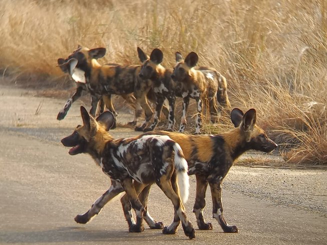 Yoga Safari Tour with Big Five Game Drives & Animal Encounters