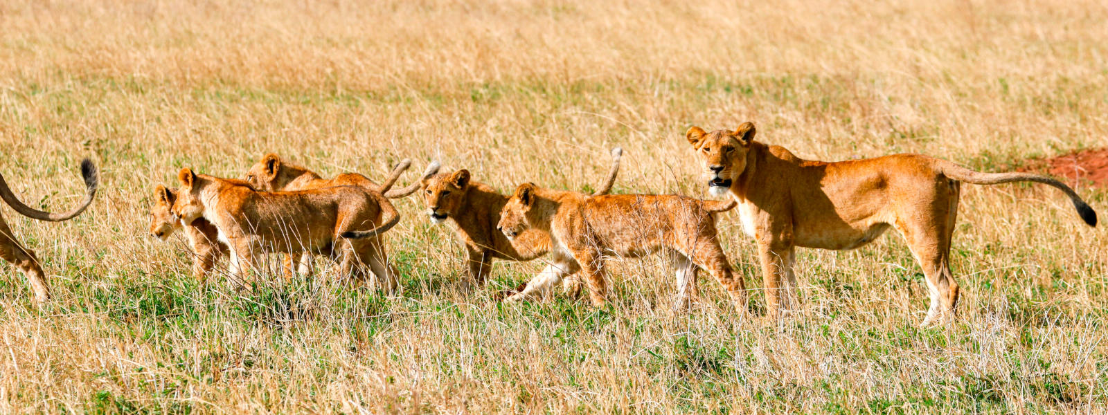 11 Day Tanzania Mid-Range Safari
