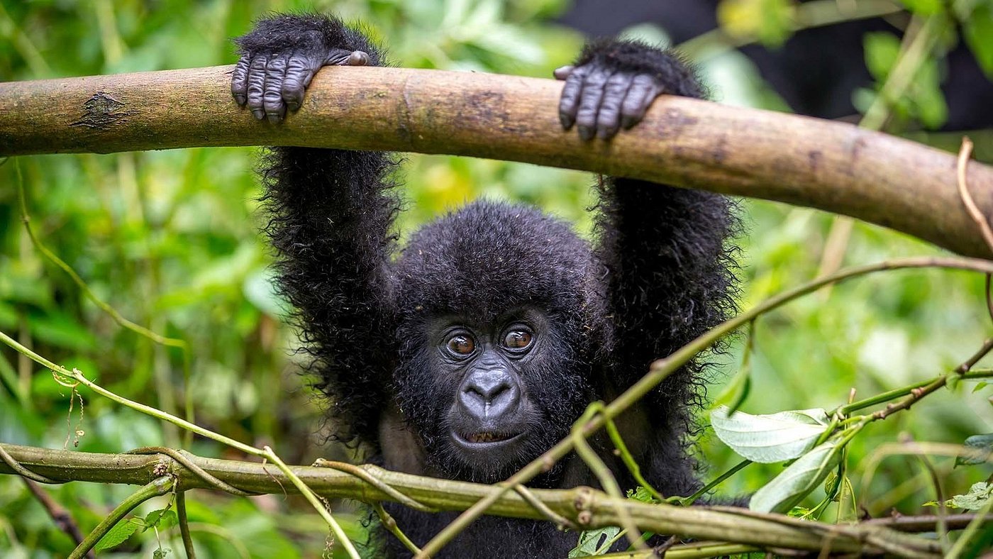 4 Day Bwindi Gorilla Trekking Luxury Safari