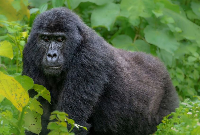 Gorillas & Golf in the Pearl of Africa
