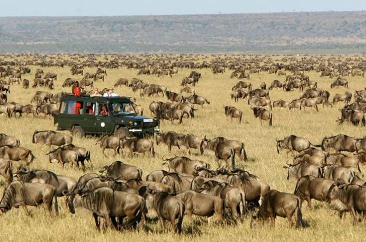 Masai Mara Wildebeest Migration and Gorilla Trekking Safari