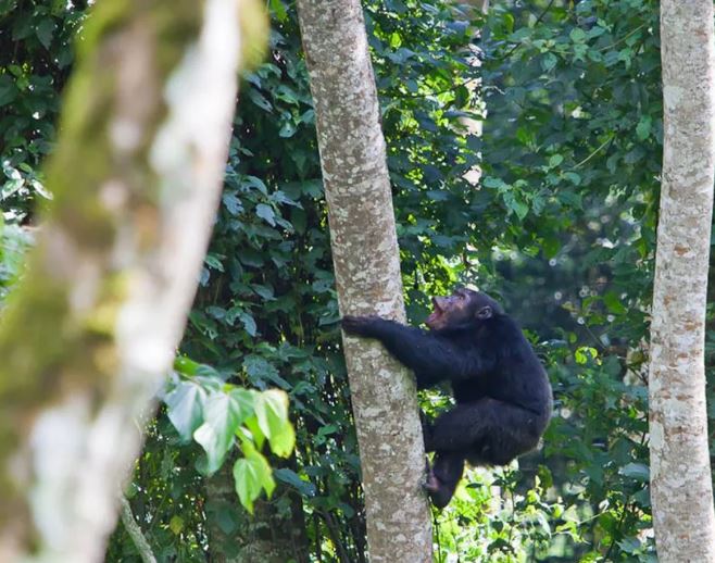 9 Day Kenya & Uganda Safari