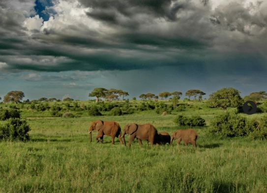 8 Day Mid-Range Safari Tour