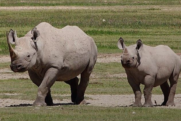 5 Day Mid-Range Safari Tour