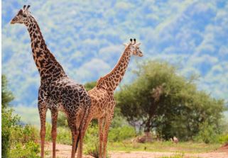 Big 5 Tanzania Adventure Safari