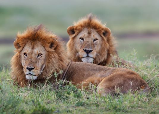 Remote Tribes & Tanzania Adventure Safari