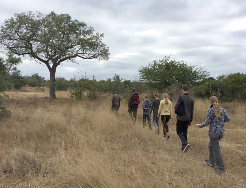 Best of Kruger Safari