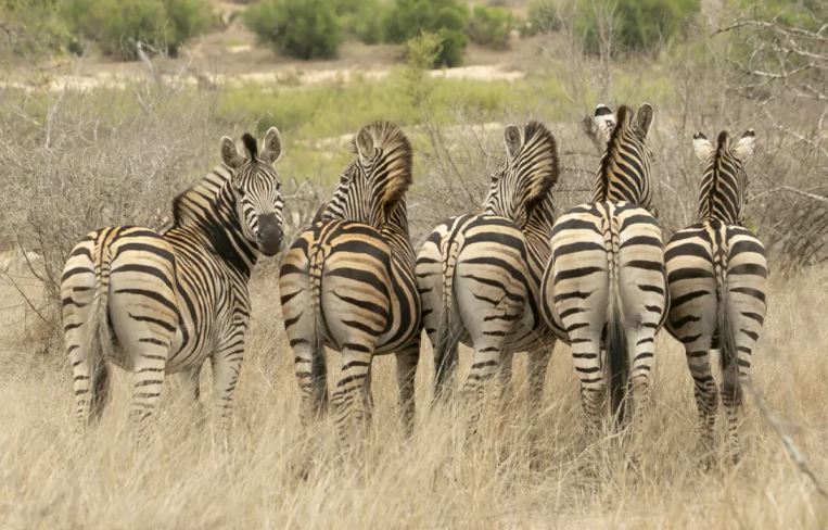 Kruger Park and Private Lodge Safari