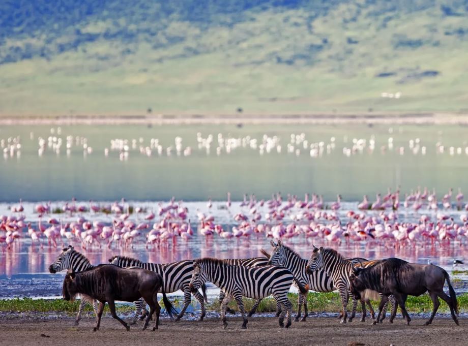 Taste of Tanzania Safari Tour