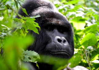 6 Days Gorillas & Chimps of Uganda