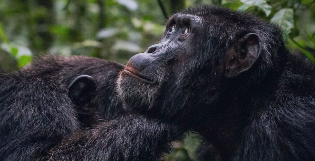 7 Day Chimps & Wilderness Safari