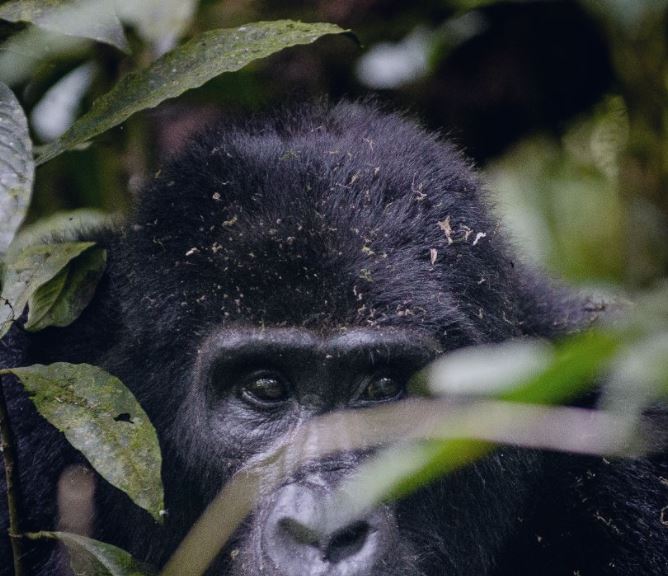5 Day Gorilla Trek & Experience