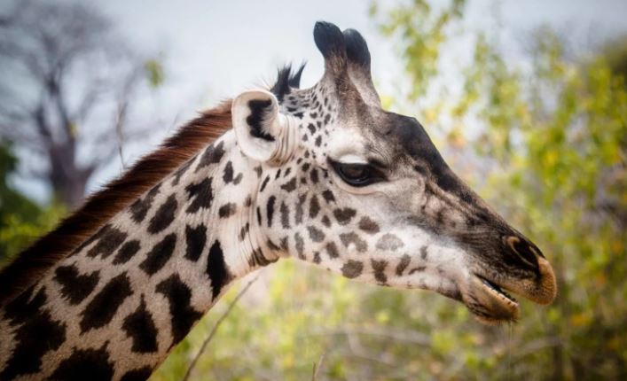 7-Day Mid-Range Tanzania Safari