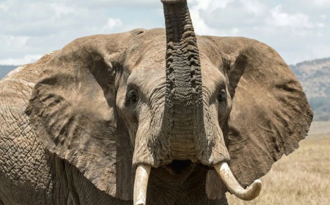 6-Day Midrange Tanzania Safari