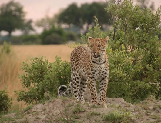 3 Day Fly in the Serengeti Safari from Zanzibar