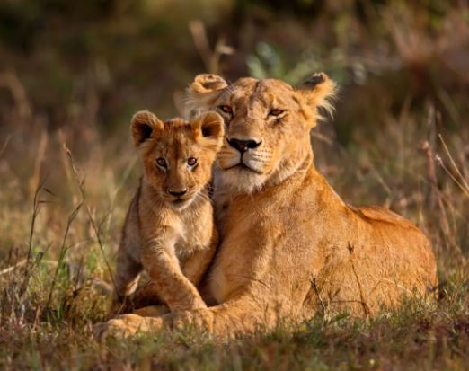 5 Day Tanzania Mid-range Safari