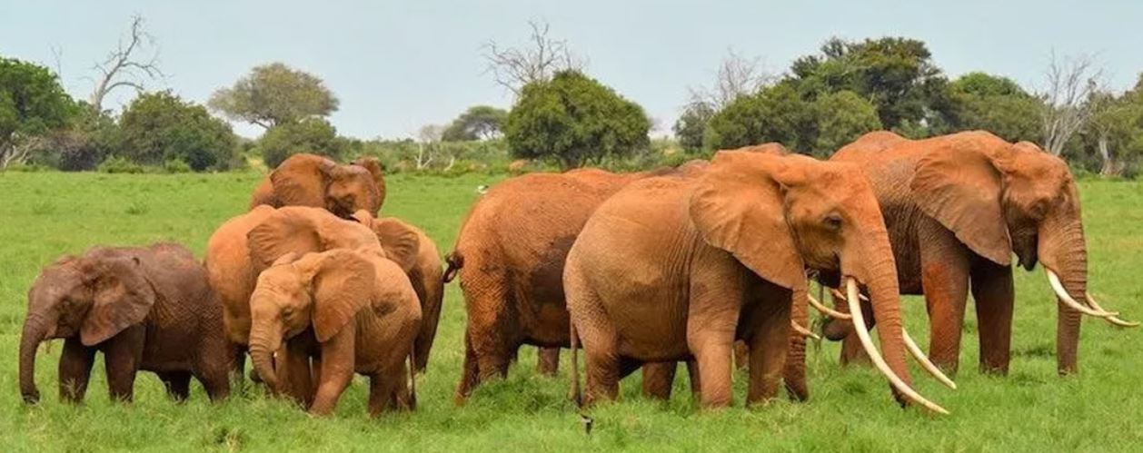 7 Days Masai Mara, Lake Nakuru, Lake Naivasha & Amboseli